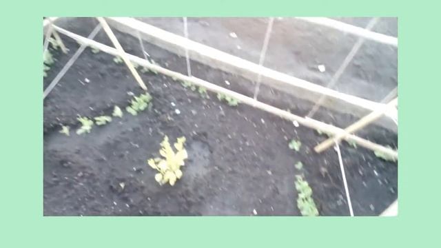 Опора для гороха. смотреть онлайн