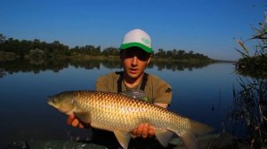 Ловля амура летом. Такая рыбалка раз в три года. Попали на бешеный клёв. Жор амура