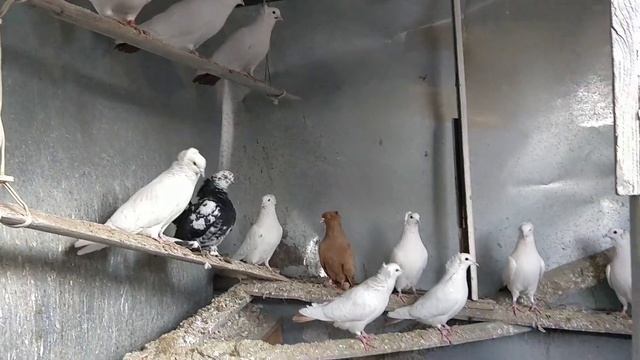 #Pigeon #Tauben #Голуби #Бакинцы Краснохвостые, Желтохвостые, Желтые и Статный сочь смотреть онлайн