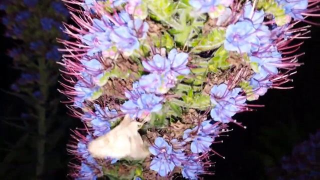 echium candicans смотреть онлайн