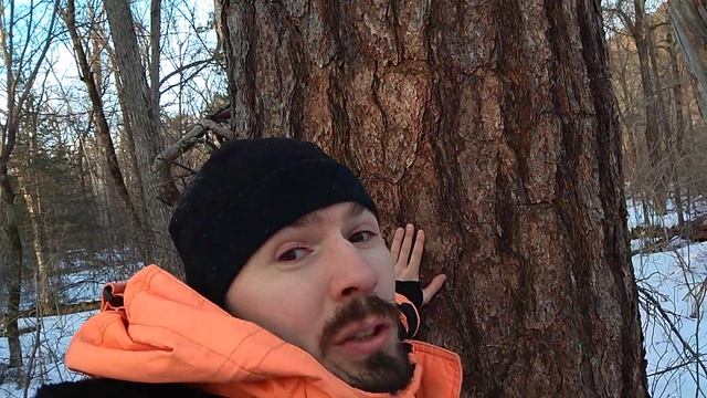 Кедр Дальневосточный смотреть онлайн