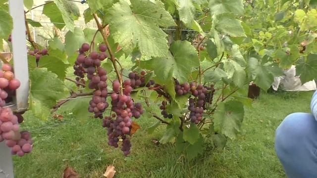 Свенсон Ред - земляничка с мармеладом. Урожай 2019 смотреть онлайн