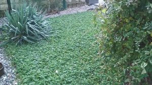 Газон микроклевер Пиполина