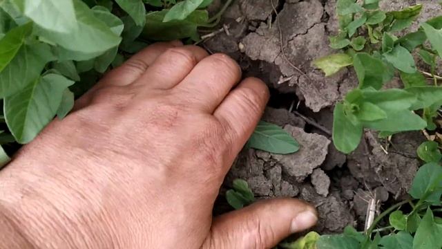 озимый ячмень, трава березка, трещины в земле, скоро уборка 29.05.2021 смотреть онлайн