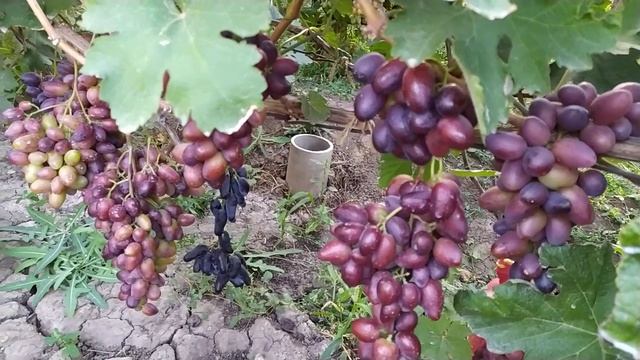 Формы винограда К.М.Спокуса,Олимп,Алвика,Полонез -50 ,Калугина В.М. смотреть онлайн