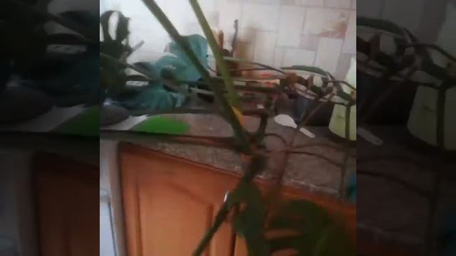 Монстера смотреть онлайн