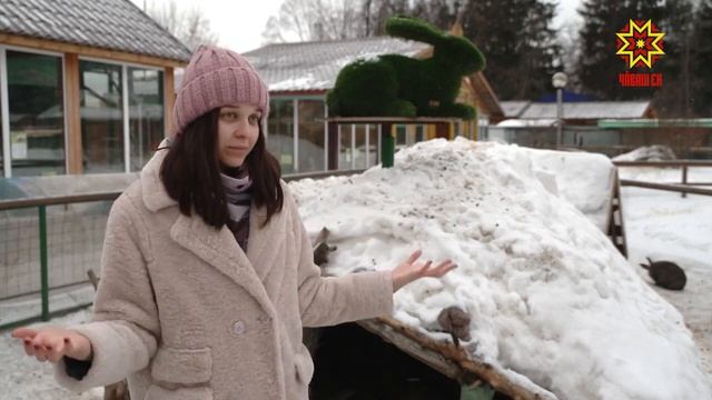 2023 по восточному календарю — год Черного Водяного Кролика или Кота смотреть онлайн