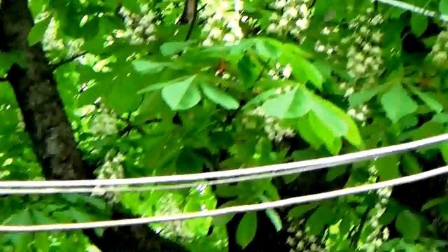Каштаны цветут! Сhestnuts bloom! смотреть онлайн