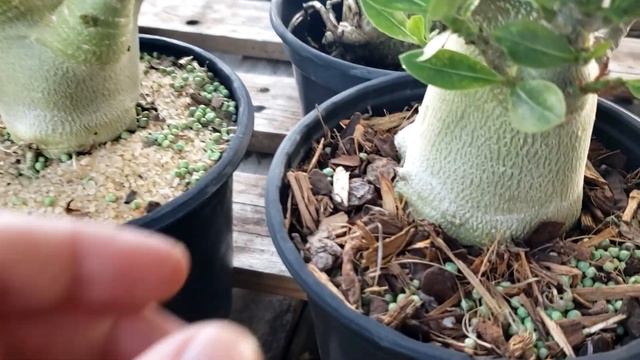 Tudo sobre Adenium arabicum - Rosa do deserto naturalmente gordinha смотреть онлайн