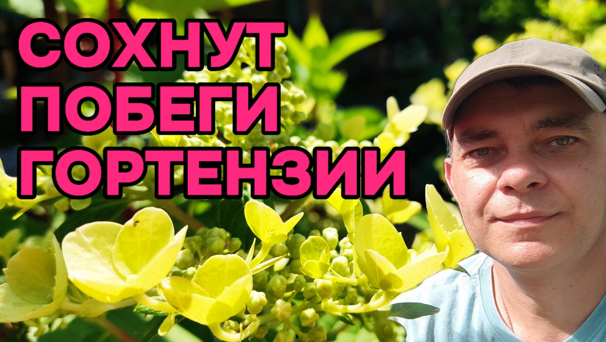 😱 Гортензия СОхнет! Что я делаю НЕ ТАК?! 🌸 Сухие побеги на гортензии? Я знаю, что делать! смотреть онлайн