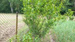 Почему нельзя садить персики, абрикосы и др.  теплолюбивые виды на северной стороне сада? Практика