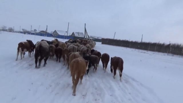 Пригнали домой скот снег выпал 20см!