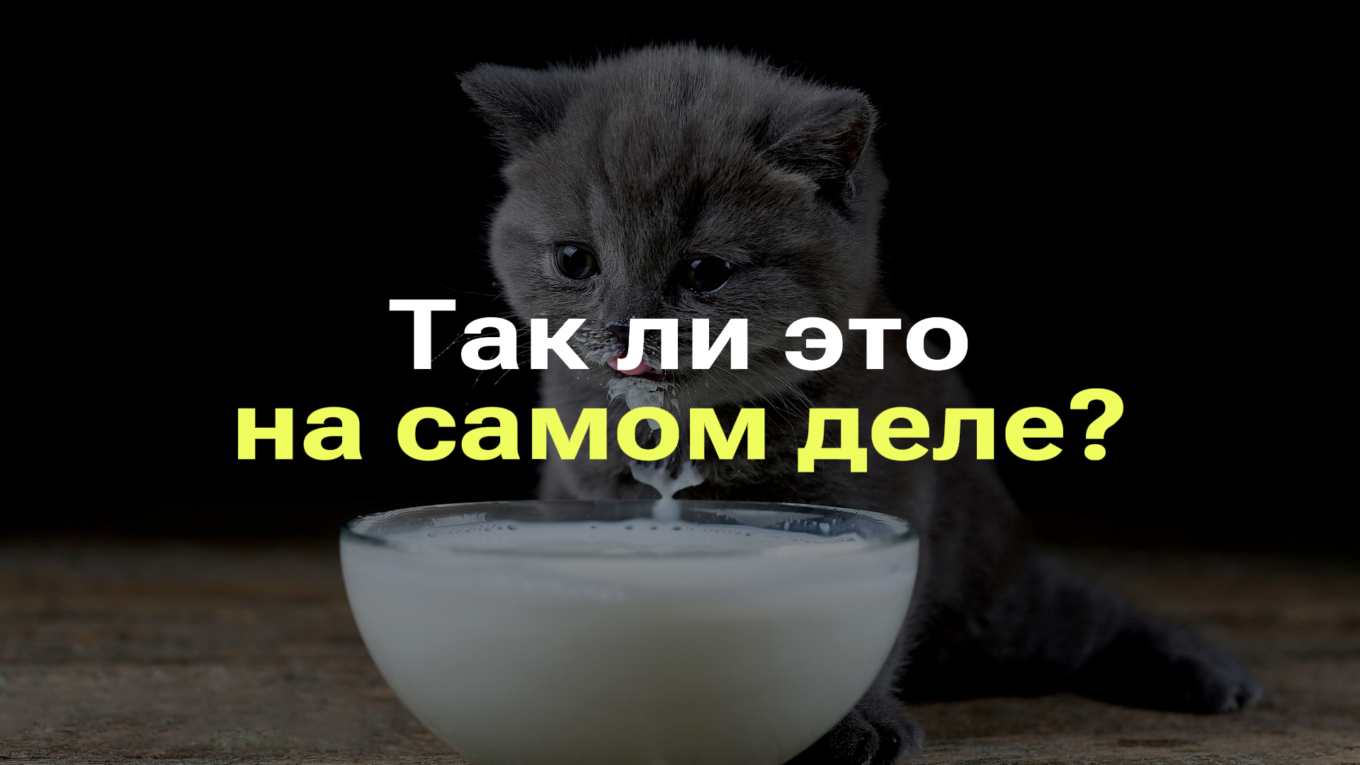 КОШКИ ЛЮБЯТ МОЛОКО И РЫБУ I КОШЕК НУЖНО КОРМИТЬ РЫБОЙ И МОЛОКОМ I РАЗБОР МИФА #фейк #кошки смотреть онлайн