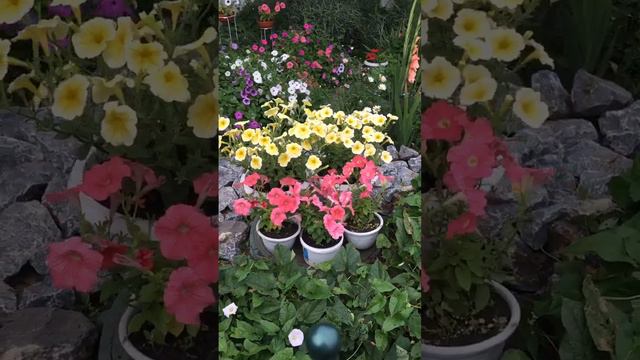 Композиция из петунии «Желтая звезда» и ампельная лососевая. смотреть онлайн