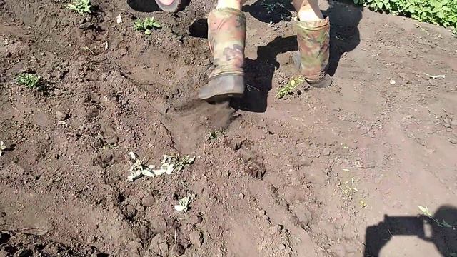Окучивание картофеля дисковыми окучниками. смотреть онлайн
