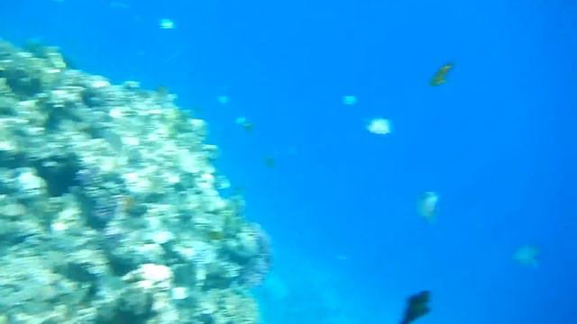 Египет ,февраль 2014,риф отелей Savoy- Sierra смотреть онлайн