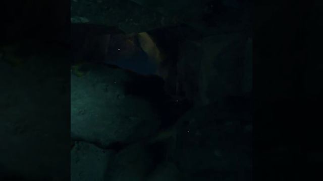 Freediver Triton Down Oculus Quest смотреть онлайн