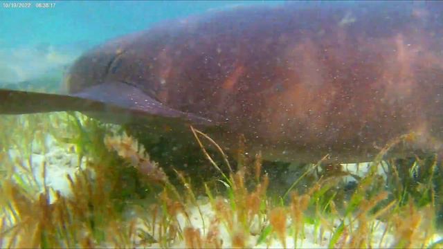 Belize - Shark, Rays, and Barrier Reef Snorkel - PT.1 смотреть онлайн