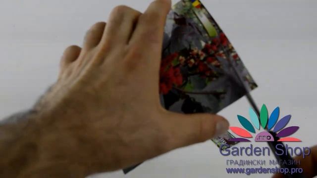 Один из самых ядовитых растений в мире - Рицин Ricinus Communis