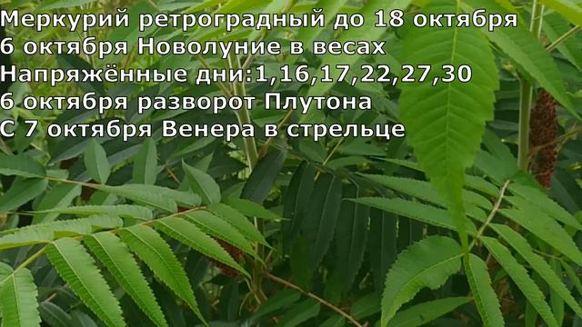 Октябрь 2021 для знака Дева, астрологический прогноз. смотреть онлайн