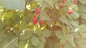 Ежевика не зреет. Опасные вредители ежевики.