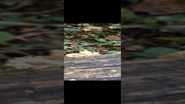 Ягодный Гриболов