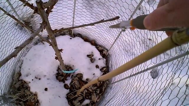 Pruning the Sweet Cherry Tree on Gisela 5 Dwarf Rootstock смотреть онлайн