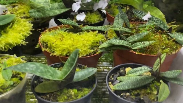 Моя орхидейная тепличка !!! Лжеорхидариум ?? смотреть онлайн