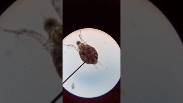 ДАФНИЯ Daphnia magna under the Microscope смотреть онлайн
