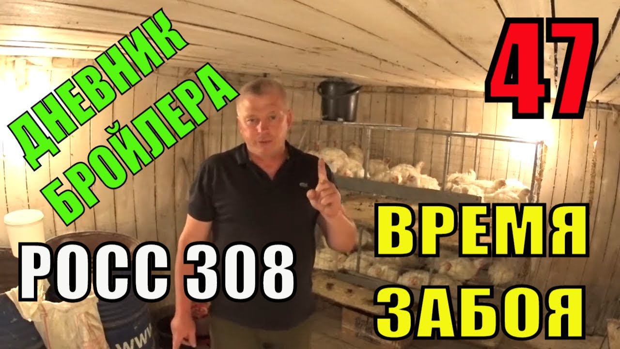 Выращивание Бройлера РОСС 308 возраст 47 ДНЕЙ Время забоя в Зауральском подворье смотреть онлайн