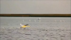 "МОЖЕТ Я--МОЖЕТ ТЫ"   (русская версия)