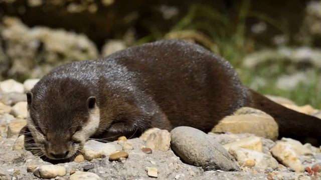 Калан (Enhydra Lutris)