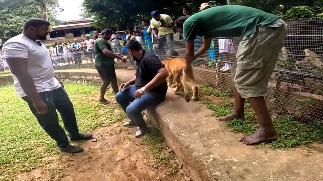 DANGER LION CUB | COMON MAN | BLACK SHEEP | SRI LANKA смотреть онлайн