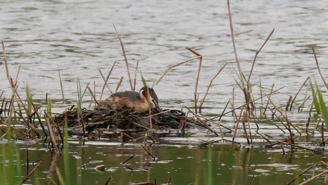 Чомги 170416 1к в Царицыно Panasonic G80 4K25fps 28 смотреть онлайн