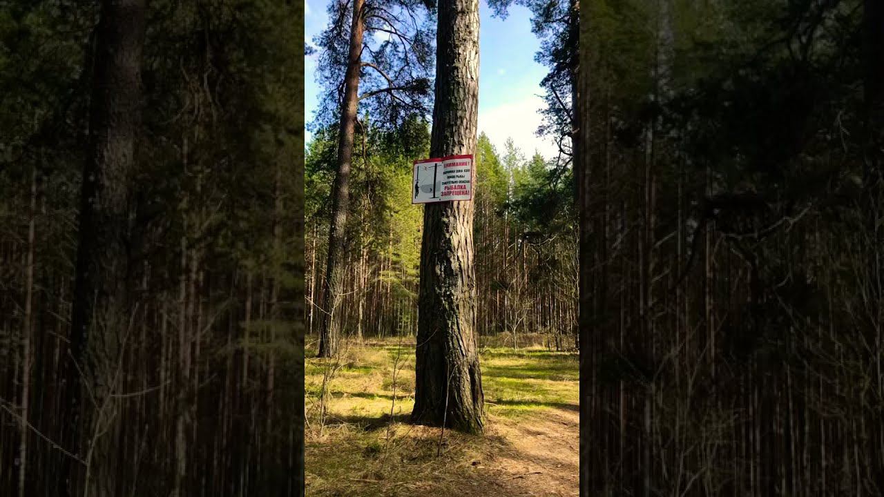 Когда увидел эту табличку на дереве подумал что это шутка shorts смотреть онлайн
