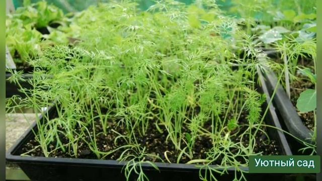 Фенхель| Выращиваем пряные травы самостоятельно смотреть онлайн