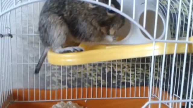 Можно ли давать дегу орехи фундука