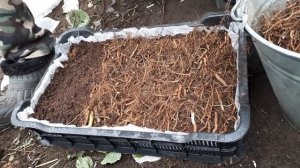 Часть 2. Как быстро размножить ежевику.  БЛЕК ДЖЕМ безшипый ремонтантный сорт.