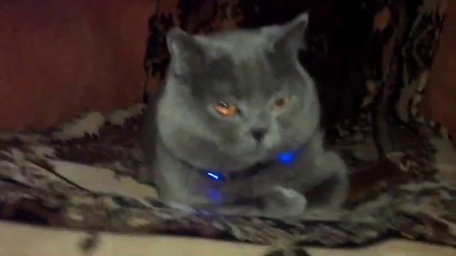 Ошейник для кота смотреть онлайн