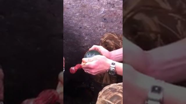 Anodized aluminum turkey call with water смотреть онлайн