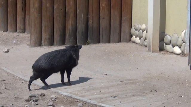 Хрюшка устала от жары, но всё равно повернулась!