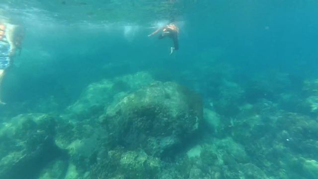 ? Встретили АКУЛУ на ПХУКЕТЕ! Дикий ТАЙЛАНД! Снорклинг и дайвинг на Острове! смотреть онлайн