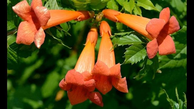 Растения для живой изгороди. смотреть онлайн