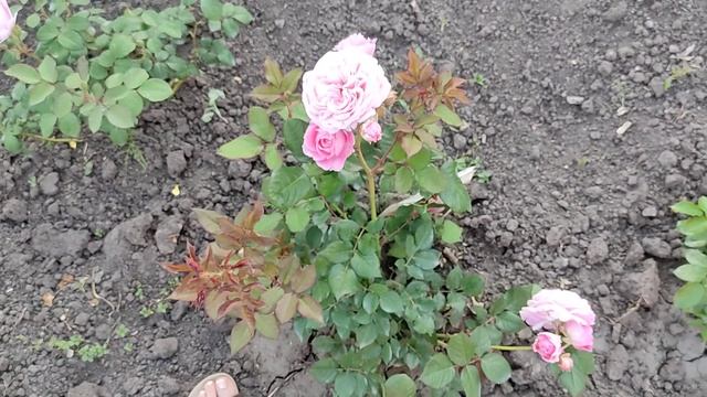 Цветение роз: Blue Nile, Teasing Georgia, Crown princess Margareta, Penny Lane, Modern Centennial. смотреть онлайн