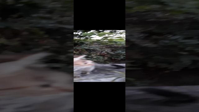 независимая кошка