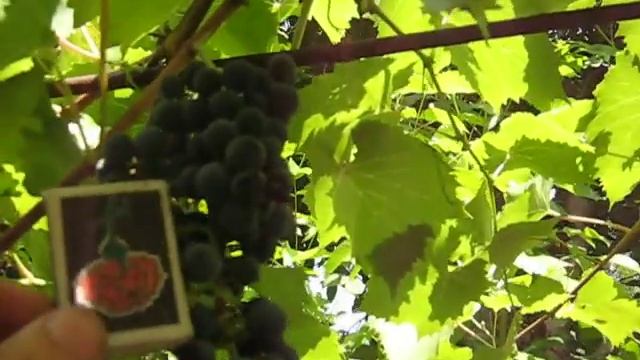 Виноград сорт Маркетт смотреть онлайн