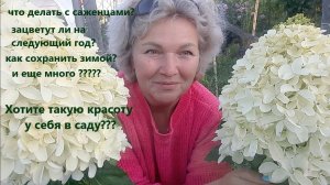 Что делать с саженцами гортензий? Как посадить? Как зимовать?  и еще ???. Плюс цветение красавиц