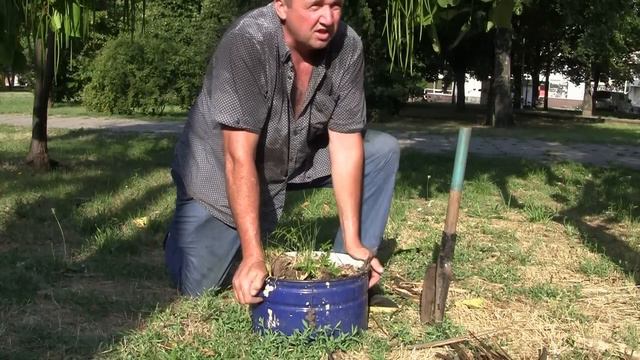 СУМАХ ОЛЕНЕРОГИЙ. ИВА и СОСУЛЬКА прописались на вновь открытых берегах Каховского моря 07.08.23г. смотреть онлайн