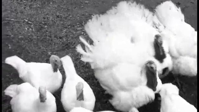 Сын камня Асланбек Хуштов. Часть I. смотреть онлайн