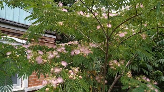 Пышно зацвела в этом году Ленкоранская акация, обильно радуя пушистыми цветами. смотреть онлайн